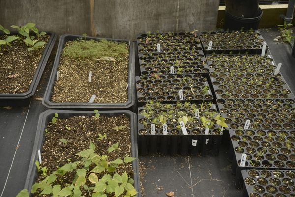 This year’s seed collection is hit or miss – climate change might be the culprit
