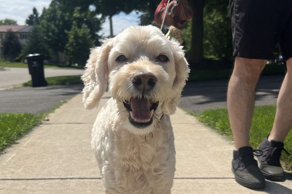 Hot weather means being mindful of your pets’ comfort