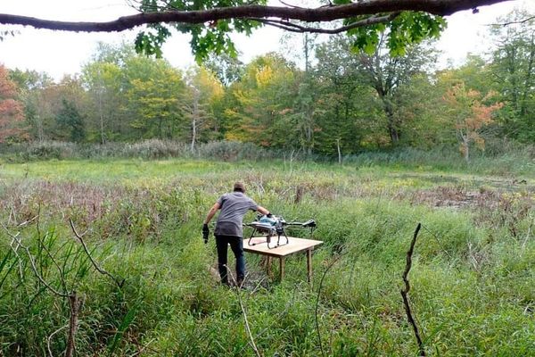 Drones a powerhouse for phragmites removal