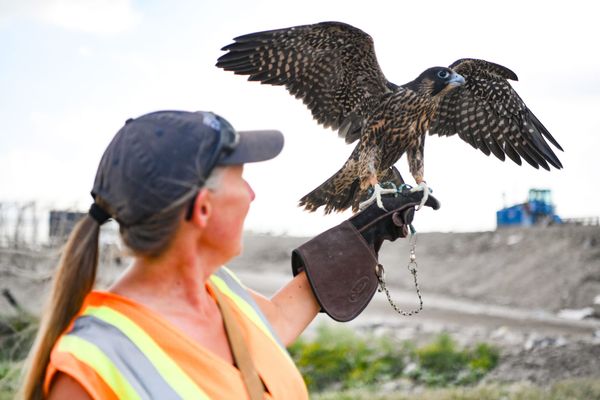 Winged waste management strategy employs falcons to drive off gulls
