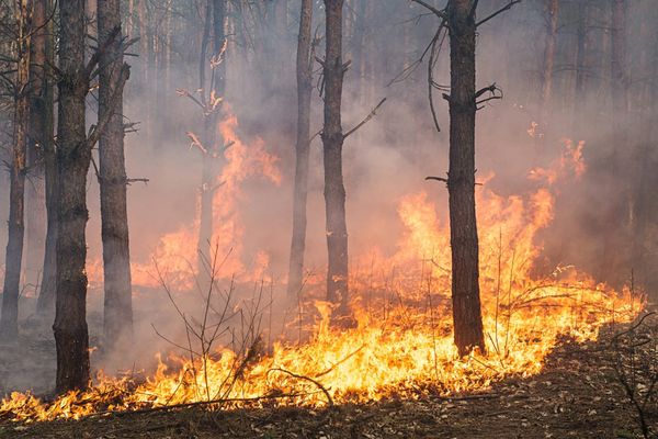 Guelph professor explains the role of forestry management in Ontario’s wildfires