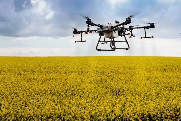 Drones offer more efficient application of pesticides