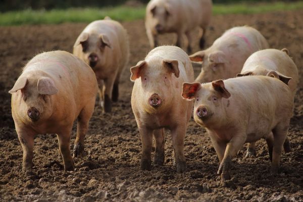 Tackling biosecurity threats in the pork industry