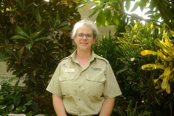 Swallowtails are in the spotlight, taking home the title of pollinator of the year