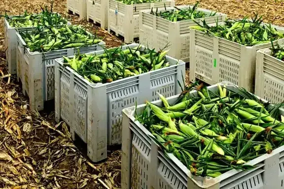 The cobs are coming but slower than usual
