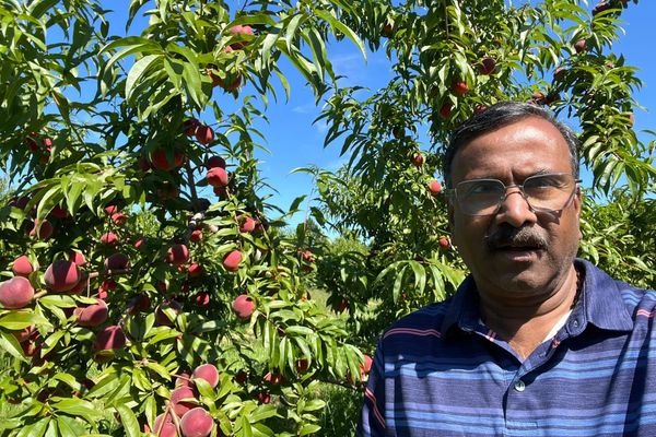 Canada’s last peach breeder on the importance of peach cultivars