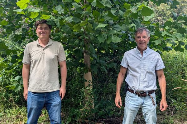 Forecasting tree planting for the future