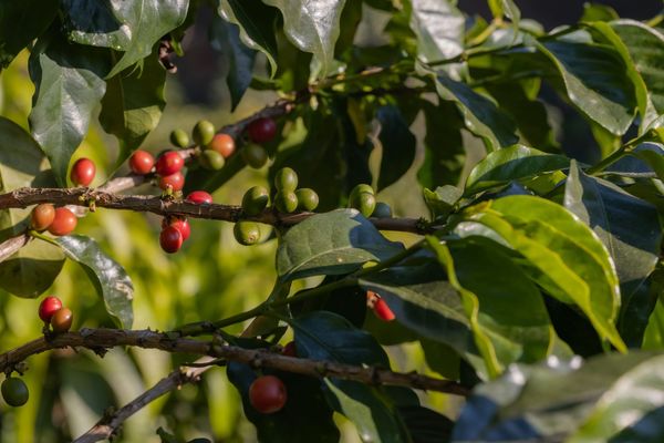 Company born from University of Waterloo’s Climate Institute aims to help strengthen Canadian food security