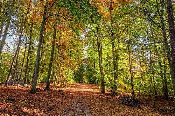 Guelph professor talks about the use of AI in conservation