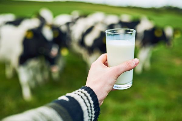 Report: U.S. dairy is not up to Canadian standards