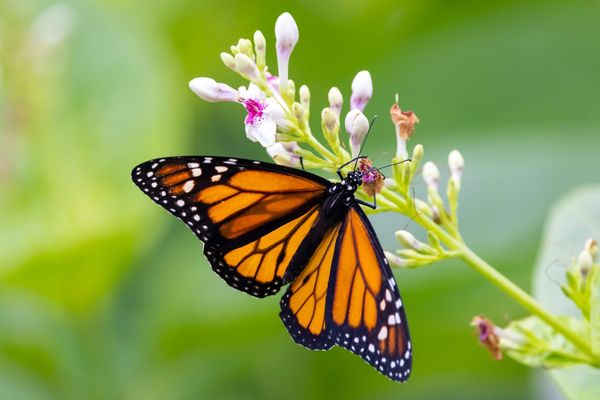 Bluetooth trackers will take a closer look at how raising captive monarchs impacts their migration