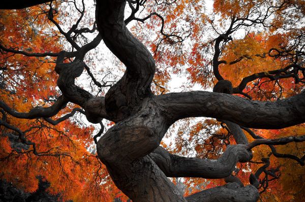 Trick or Trees and a need for more forest stewards