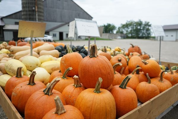 Milder autumn weather expected this year