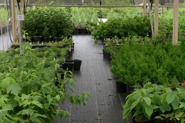 Some 200 trees available in giveaway to residents in Breslau and Bloomingdale