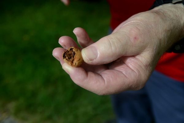Elmira bitternut hickory: a contender for tree of the year in Waterloo Region