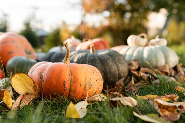 Milder autumn weather expected this year