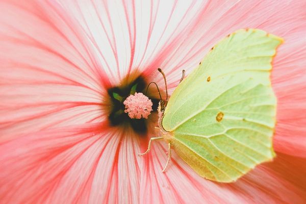 Guelph researcher finds there are more insect species than previously thought