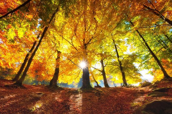 The importance of tree maintenance featured in Woolwich Gardeners’ next talk