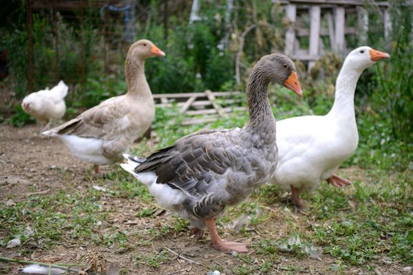 Construction underway for new poultry research centre in Elora
