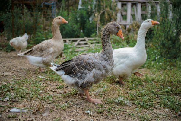 Construction underway for new poultry research centre in Elora