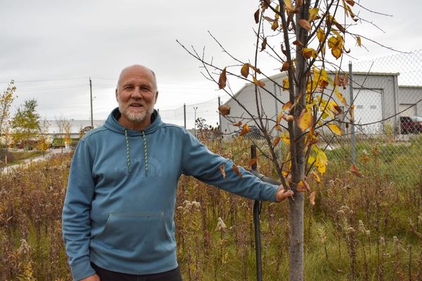 Elm alley in the Elmira Nature Reserve’s future