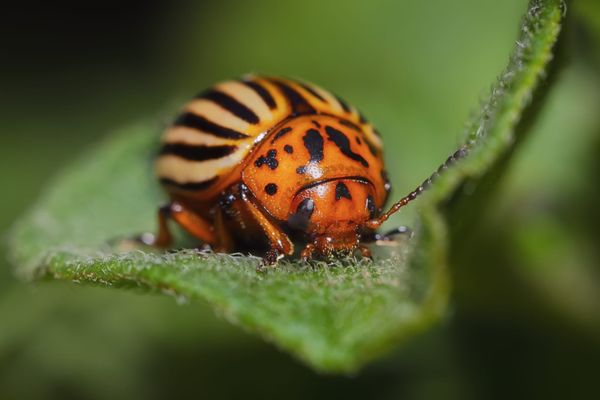 University of Guelph researcher helps prevent one of potato’s peskiest pests