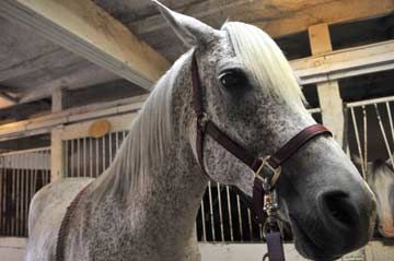 Horsemanship on display at Woolwich stable
