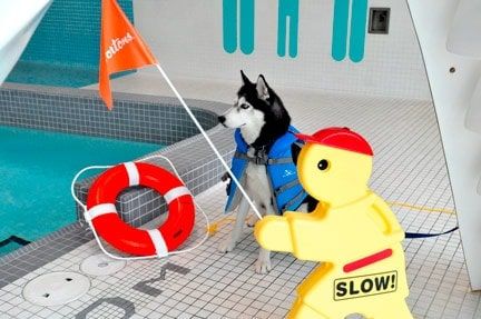 WMC pool is going to the dogs in fundraiser for planned off-leash park