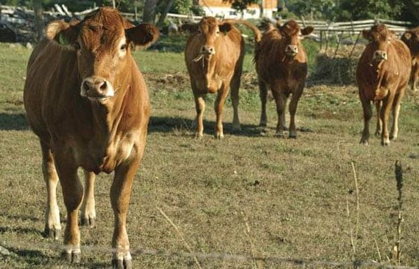 Beef farmers keeping an eye on the latest mad cow case