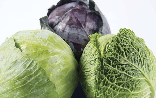 Cabbage is a versatile ingredient