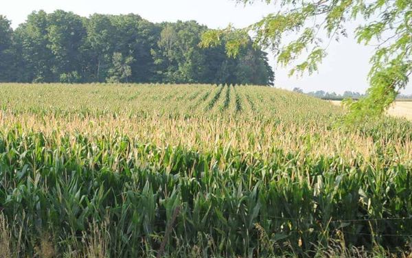 Lack of rain taking a real toll on this year’s local field crops