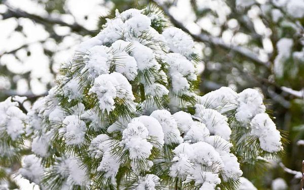 Spring forecast is looking good, but don’t put away those shovels just yet