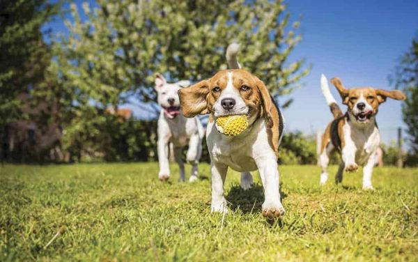 Wellesley proposing changes to dog bylaw, with an impact on kennels and owners alike