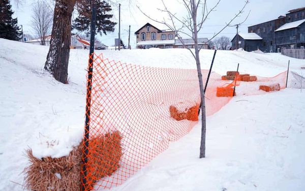 Wellesley residents raise concerns about trees planted near popular tobogganing hill