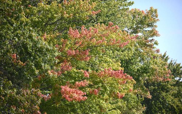 Forecast sees warmer fall that could mean a milder winter