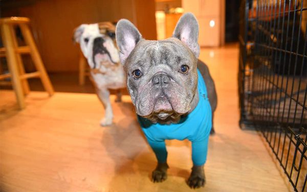 Think twice about giving a pet as a gift this Christmas, Humane Society advises