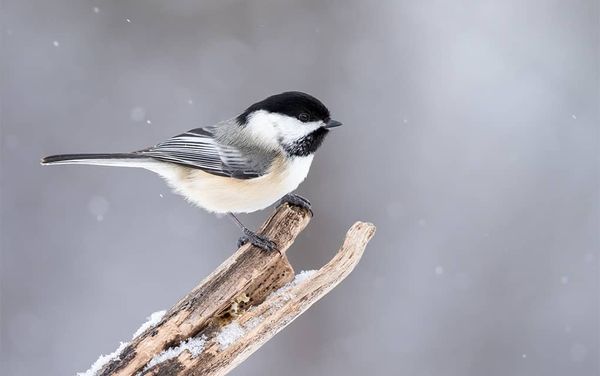 Lending a hand in feeding the chickadees