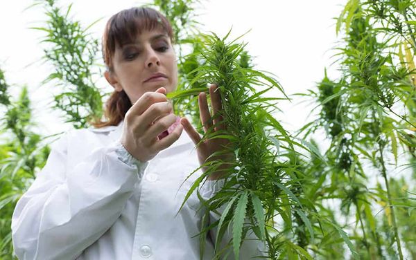Woolwich opts in to province’s plan to allow retail cannabis location in twp.