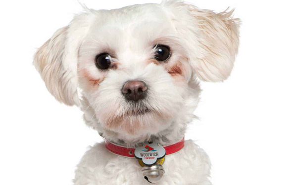 Woolwich looks to boost dog-tag numbers