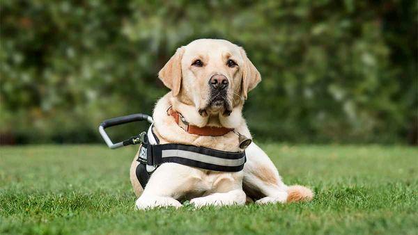 Family raising funds to get young woman a service dog to help with seizures