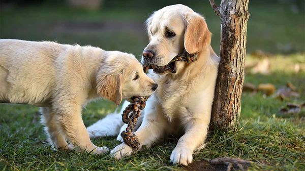 Wellesley approves another breeding kennel in a split decision