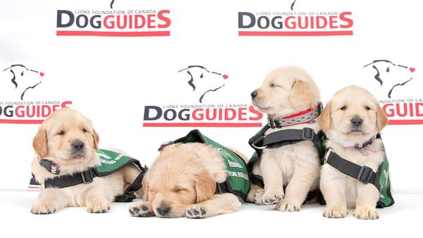 Lions Foundation looking for foster homes for future dog guides