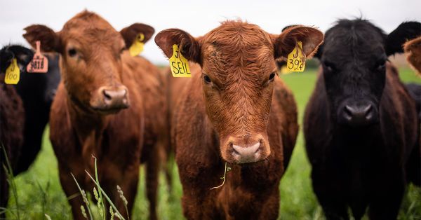 Group pushes for changes to farming practices to combat climate change