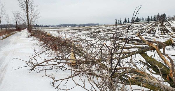 Trees felled near Elmira part of trail maintenance
