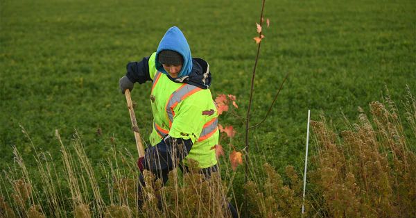Goal of tree-lined rural roads a huge effort