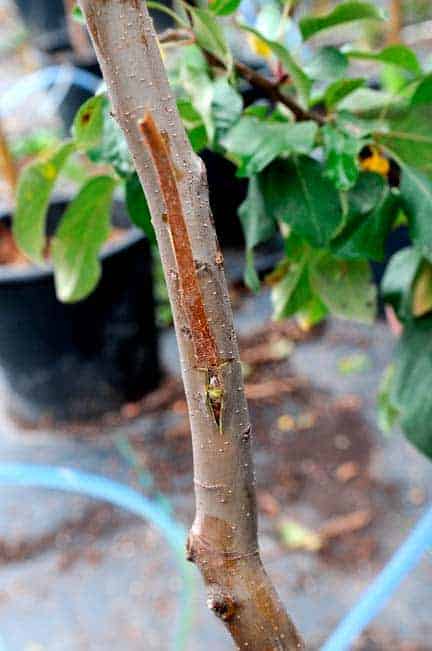 The challenges of a growing concern