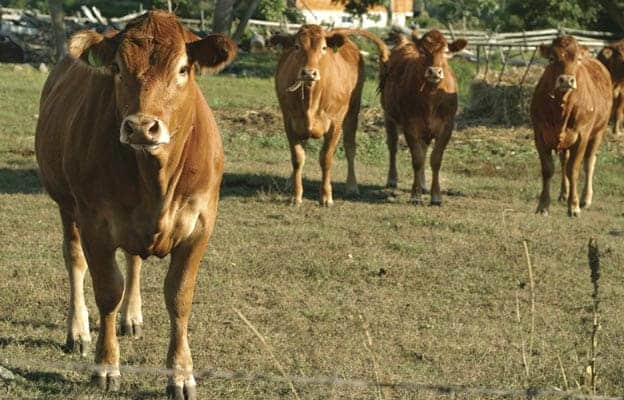 Beef farmers keeping an eye on the latest mad cow case
