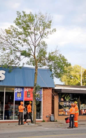 All 32 ash trees were removed in downtown Elmira this week due to destruction from the infamous pest, the emerald ash borer.[Whitney Neilson / The Observer]