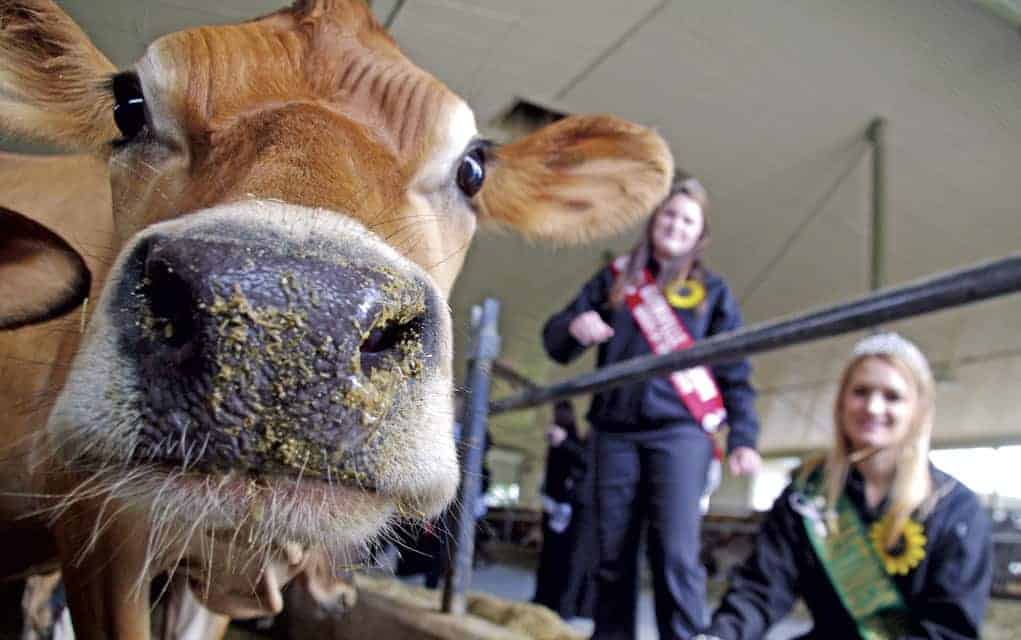 Every picture tells a story, don’t it? Judges say ‘yes’