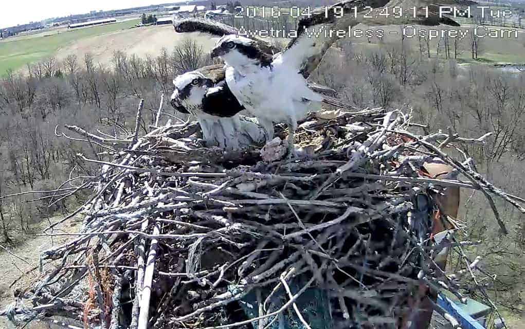 Birdwatching from the comfort of home
